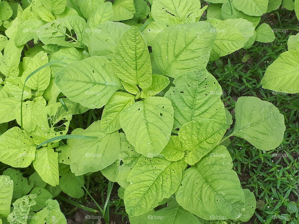 Spinach in the garden