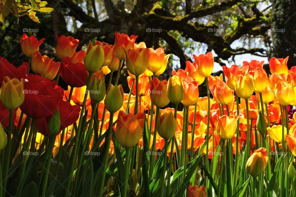 Yellow orange tulips