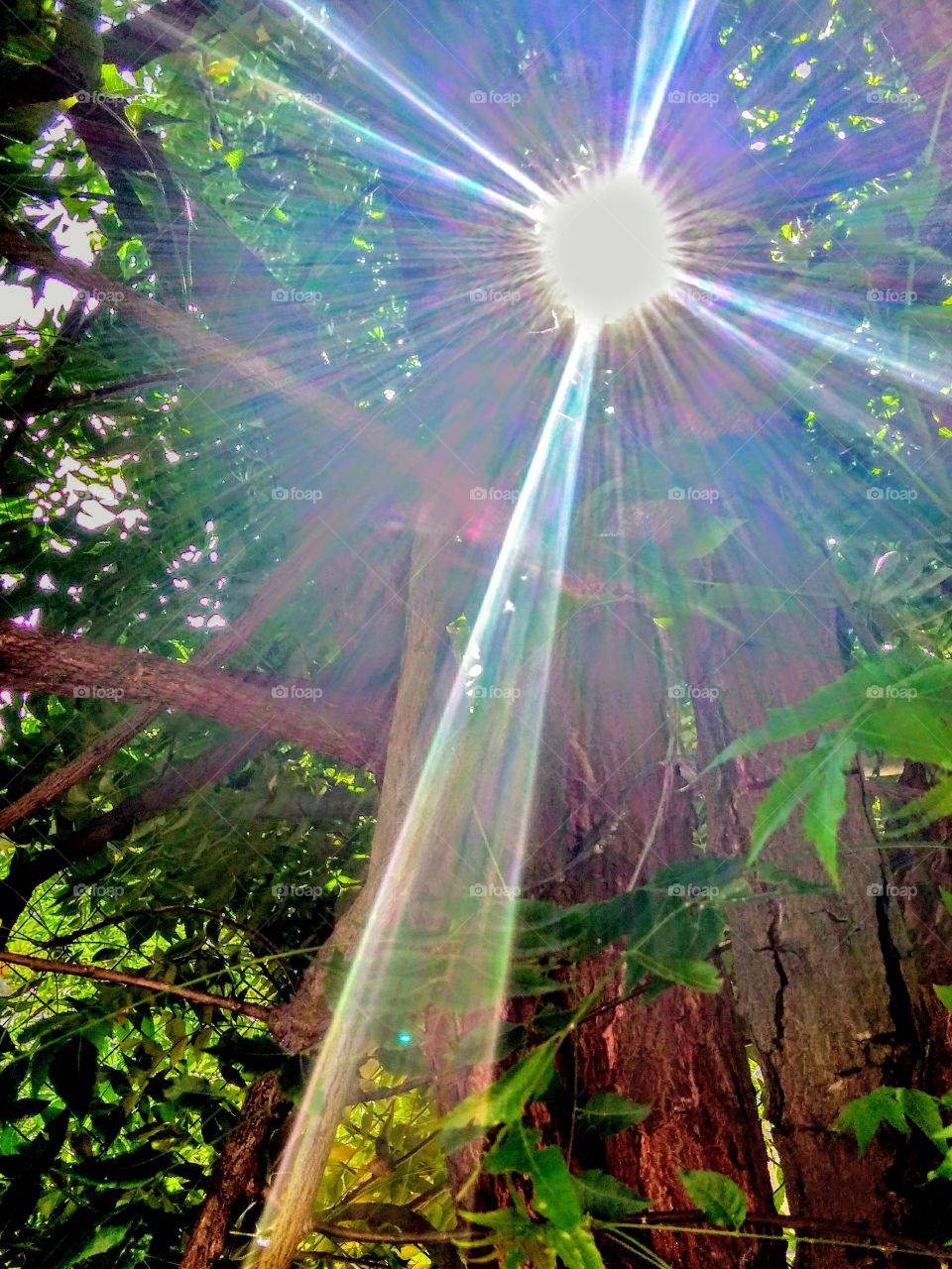 rayo de sol entre los arboles