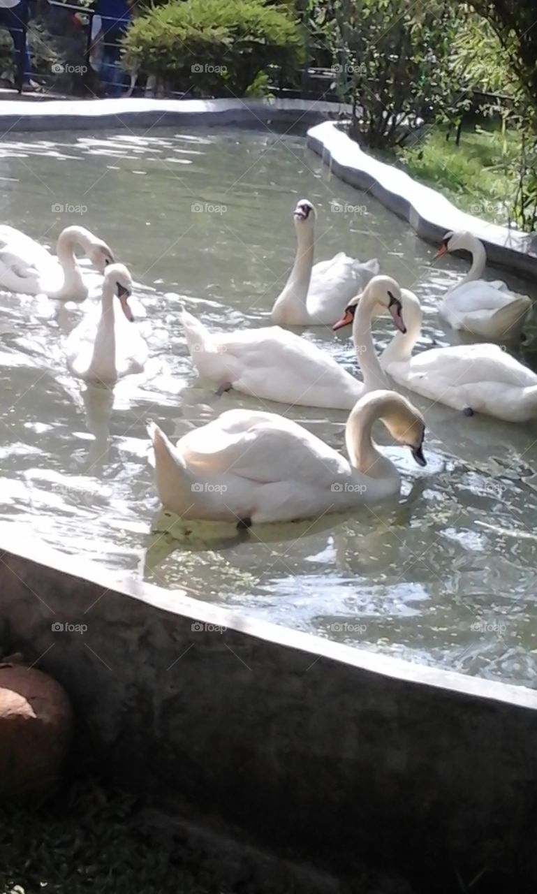 A gang of swans