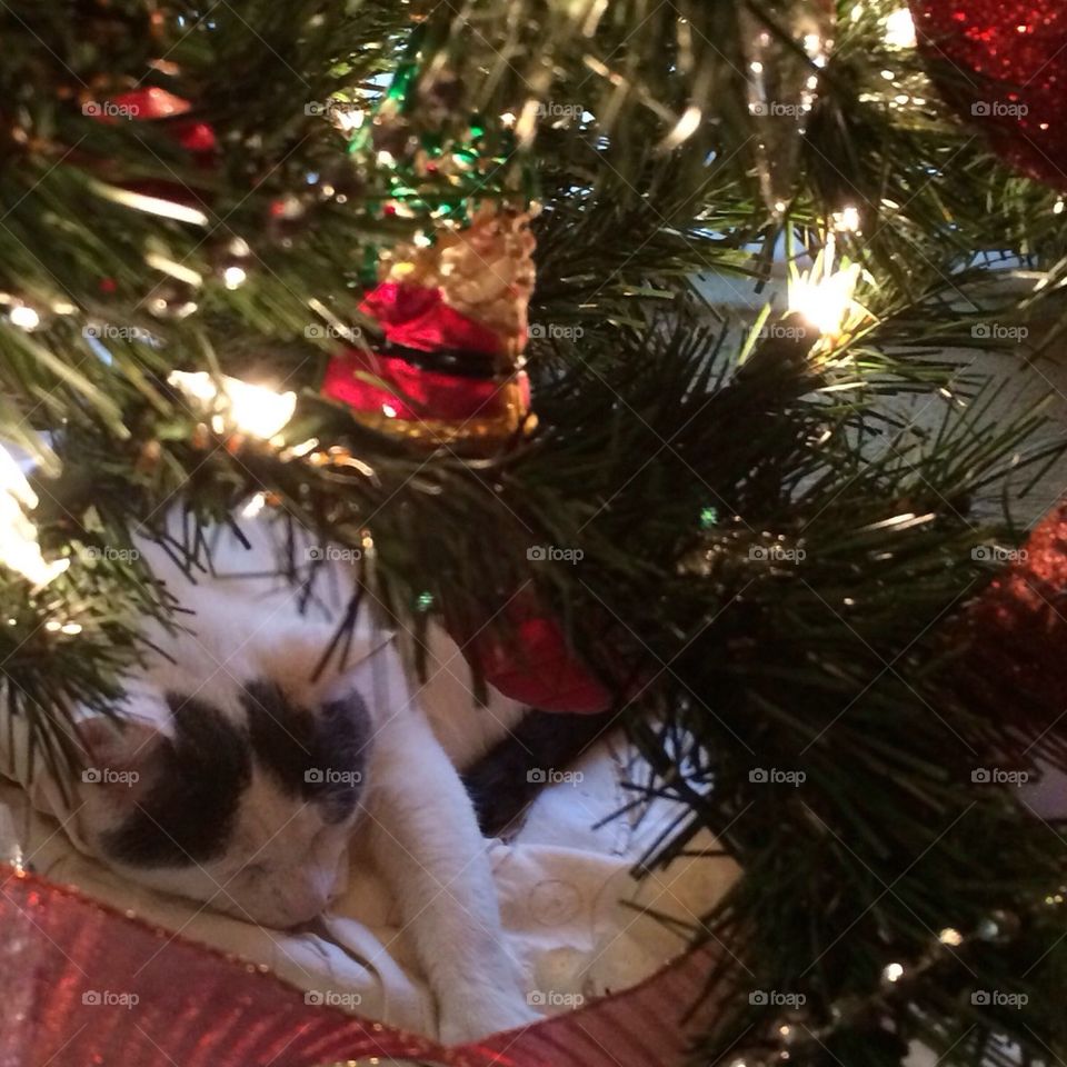 Christmas kitty