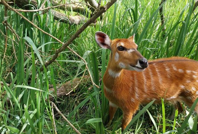 Bambi in the forest