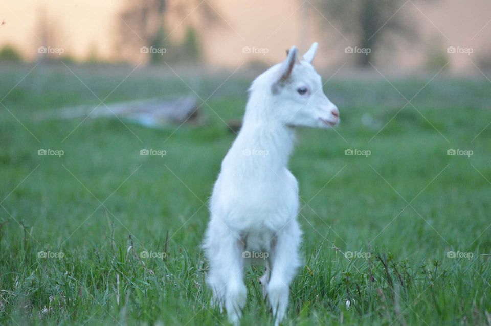 small goat