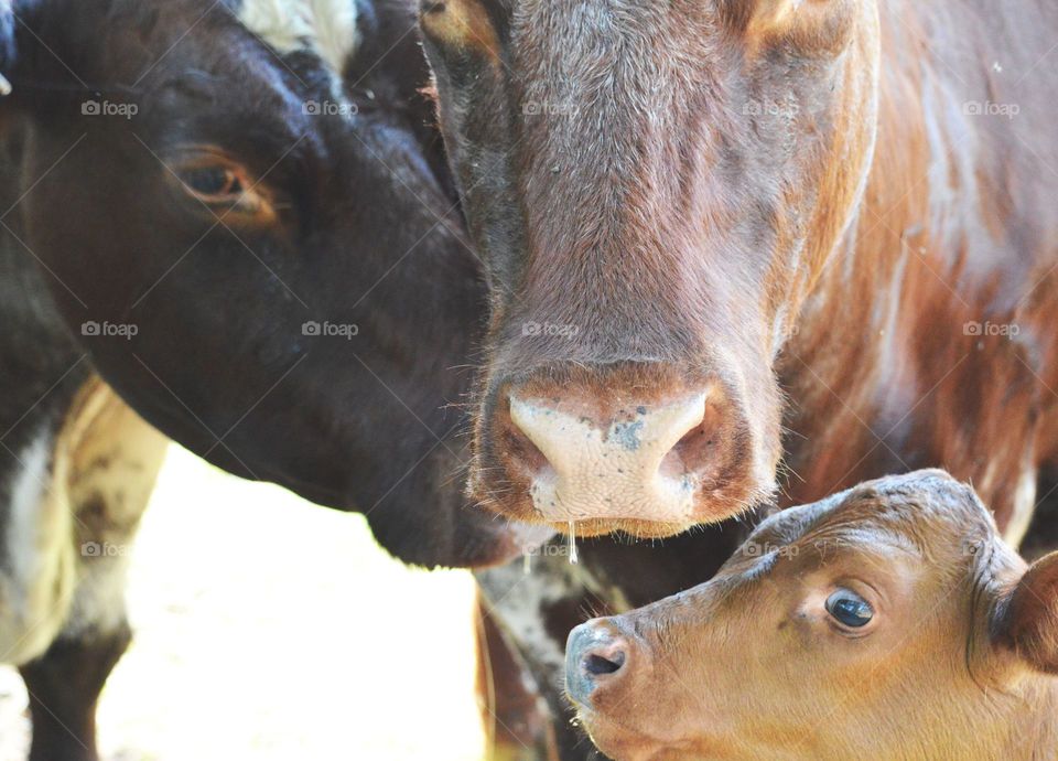 Two cows and one calf. Mother, daughter and granddaughter. 3 generations of cows. 