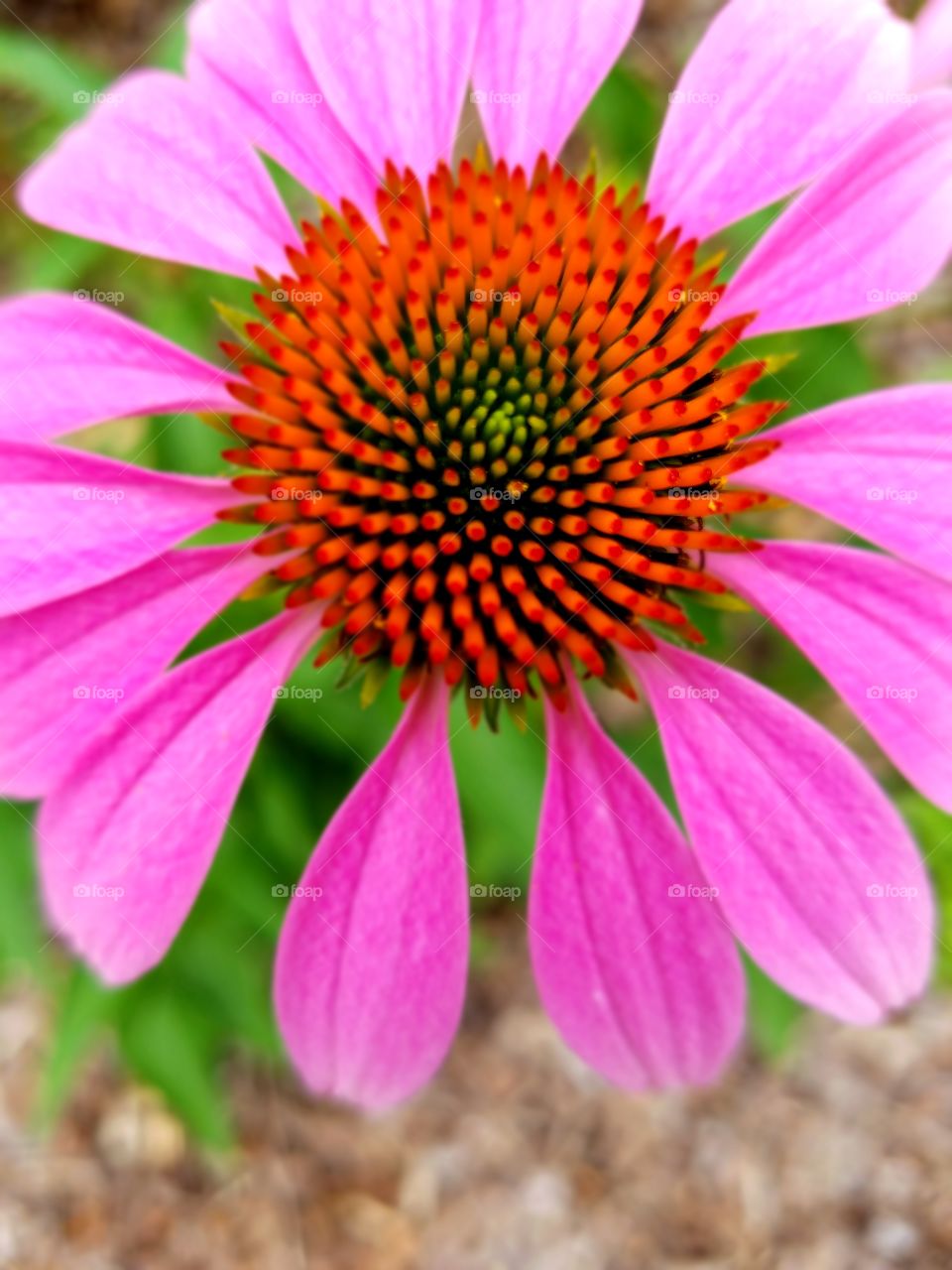 Nature's Color Clash Fuschia and Green