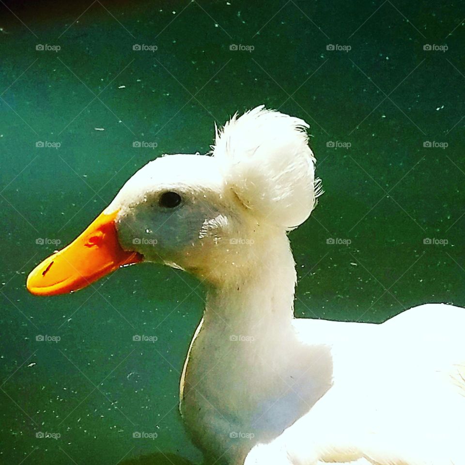 A unique looking duck who thought I had food to give. :0)