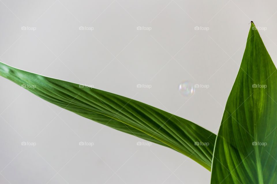 Green leafs of tropical plant with floating bubble on white background 