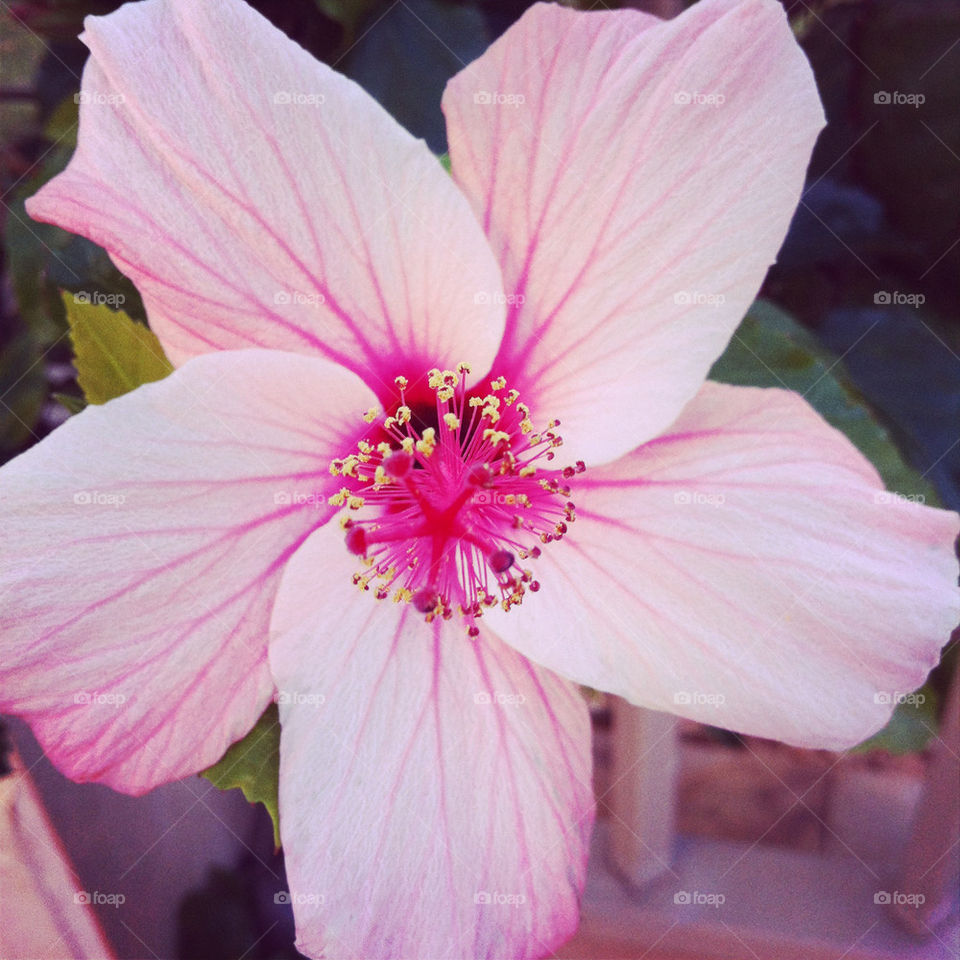 pink flower פרח ורוד by shanitamari