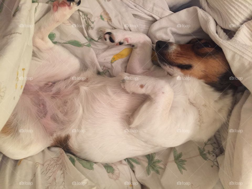 Bed, Sleep, Dog, Blanket, Pet