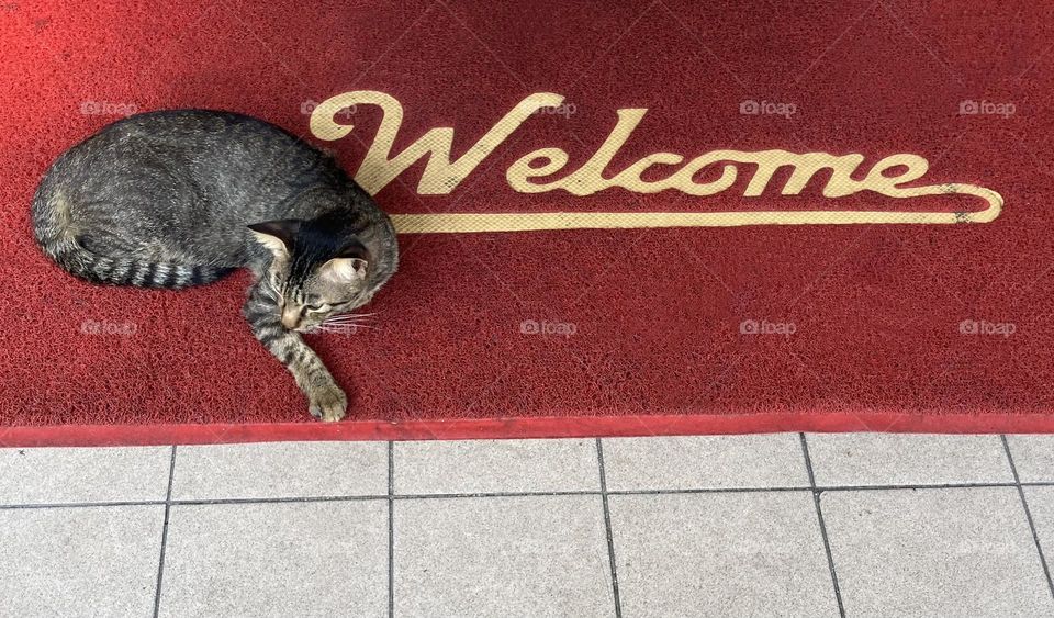 Cat sitting on a red doormat with the word WELCOME