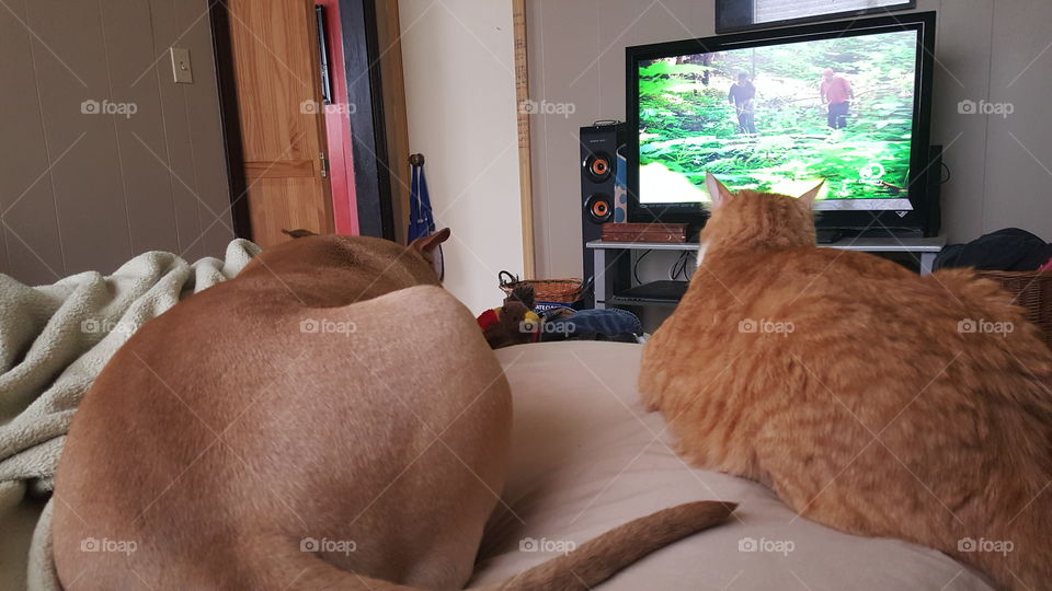 dog and cat watching tv best friends