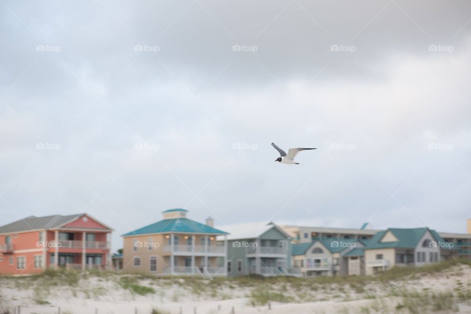 Seagull in flight 