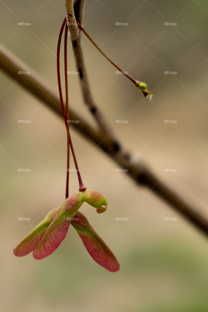 Foap, Glorious Mother Nature. Two sets of fallen samaras hang from a twig during springtime at Yates Mill County Park in Raleigh North Carolina. One set has a missing “wing”, making it beautifully imperfect.