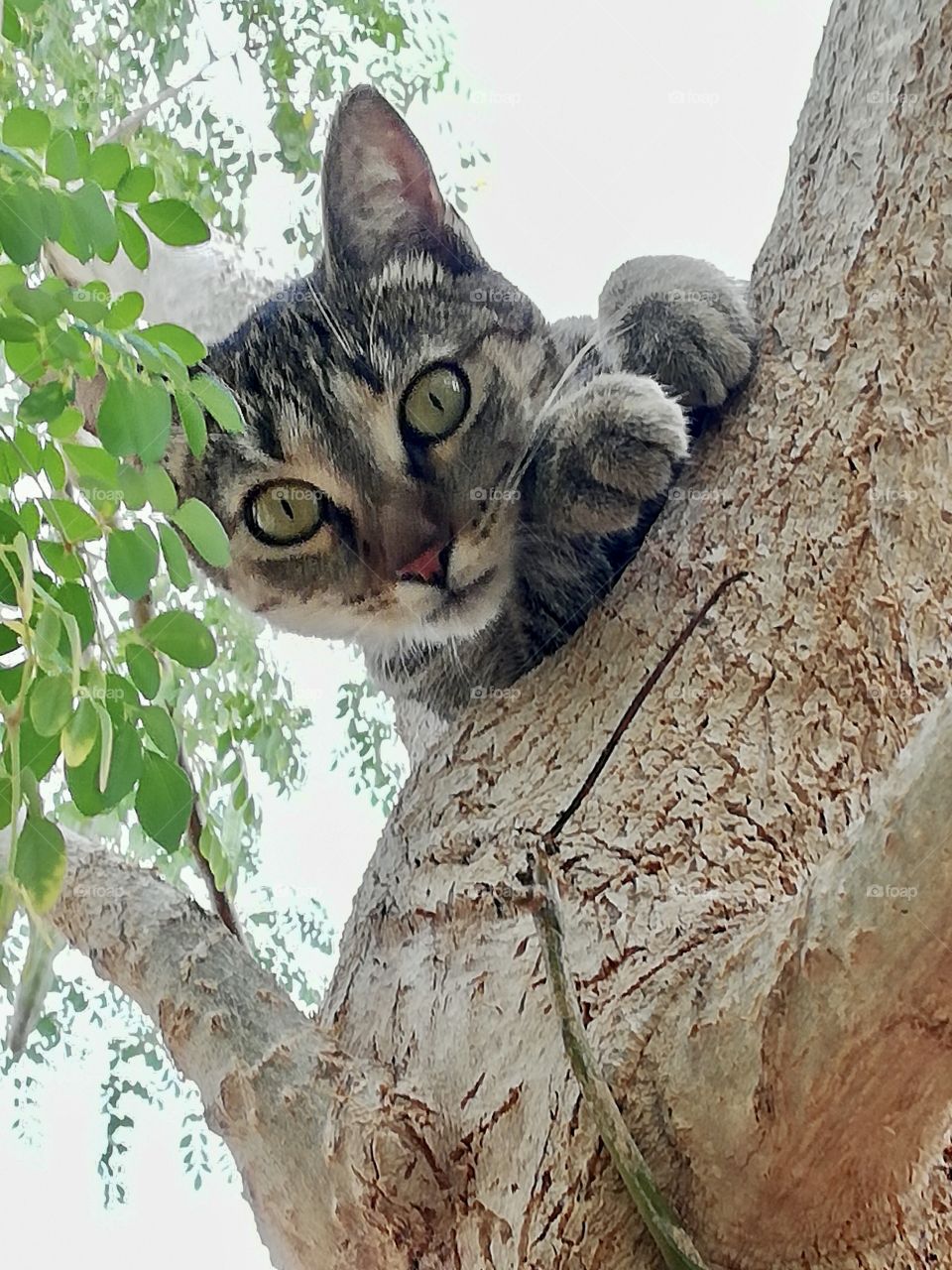 Cat on tree looking at camera. . 