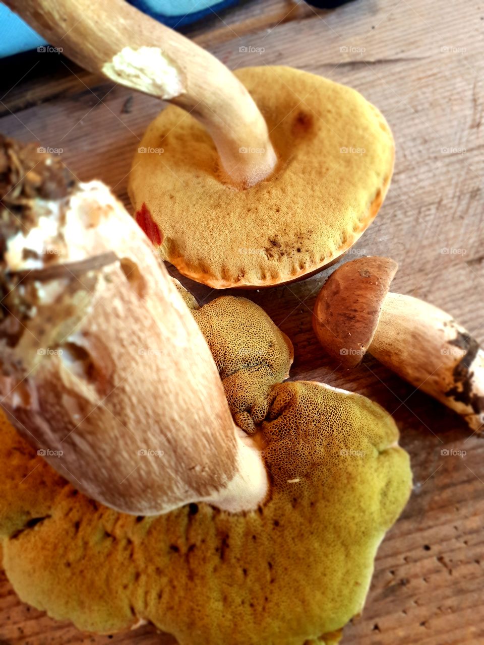 Boletus suillus hirtellus