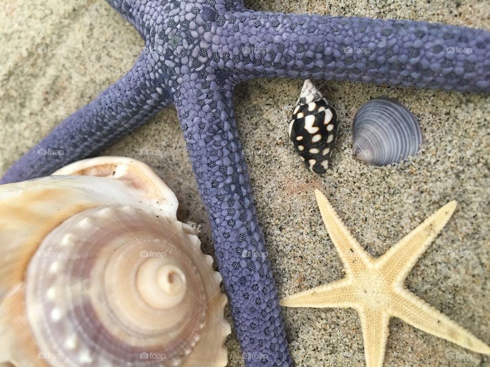 Extreme close-up of a seashells