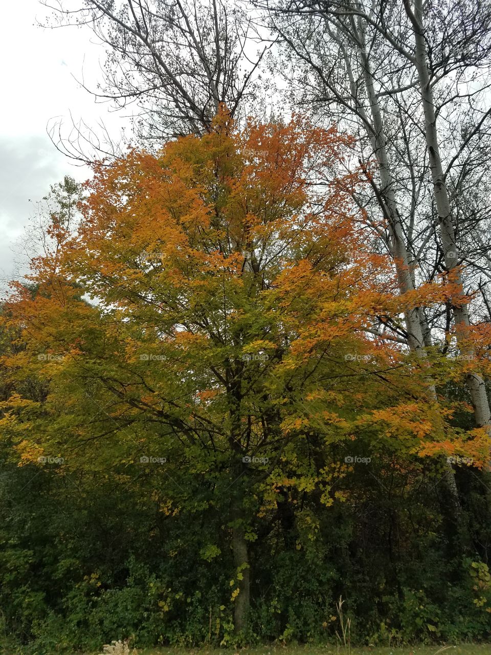 Fall, Leaf, Tree, Landscape, Season