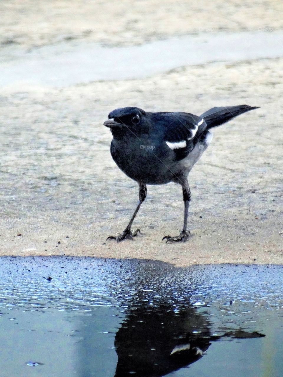 Magpie Robin