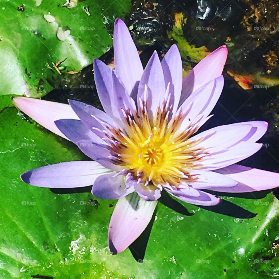 Water lily...