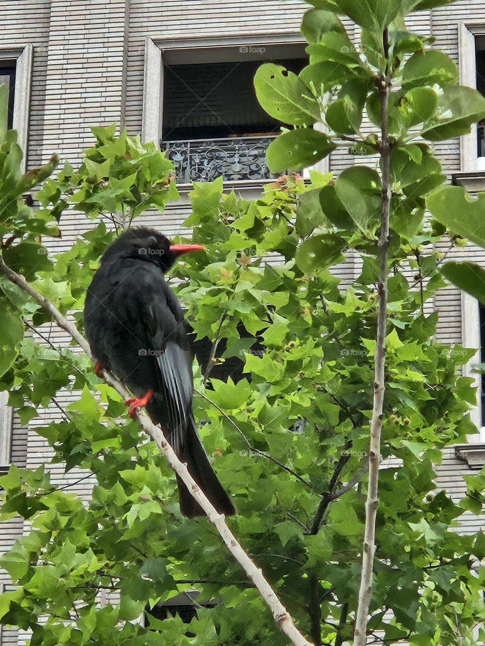 Encountering red-billed birds by chance in Jiaoxi, Yilan