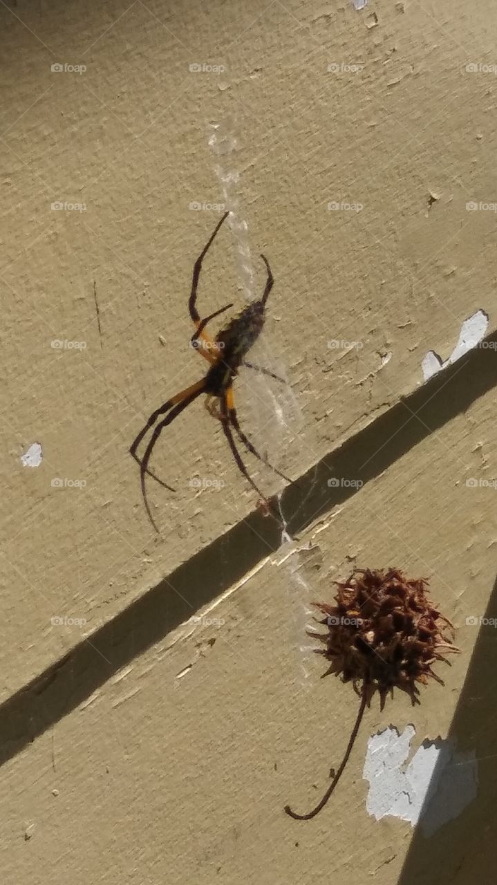 Spider on the door
