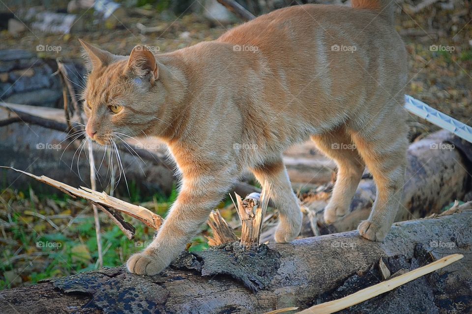 Cat balances