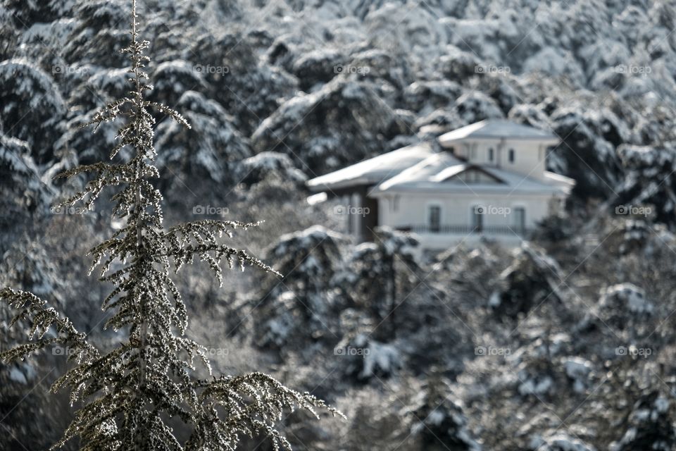 Pines in winter