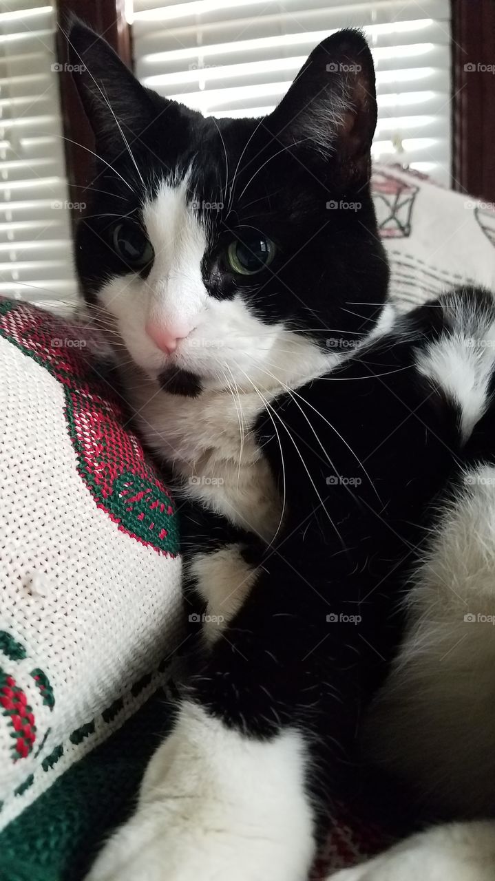 tuxedo cat on Christmas blanket
