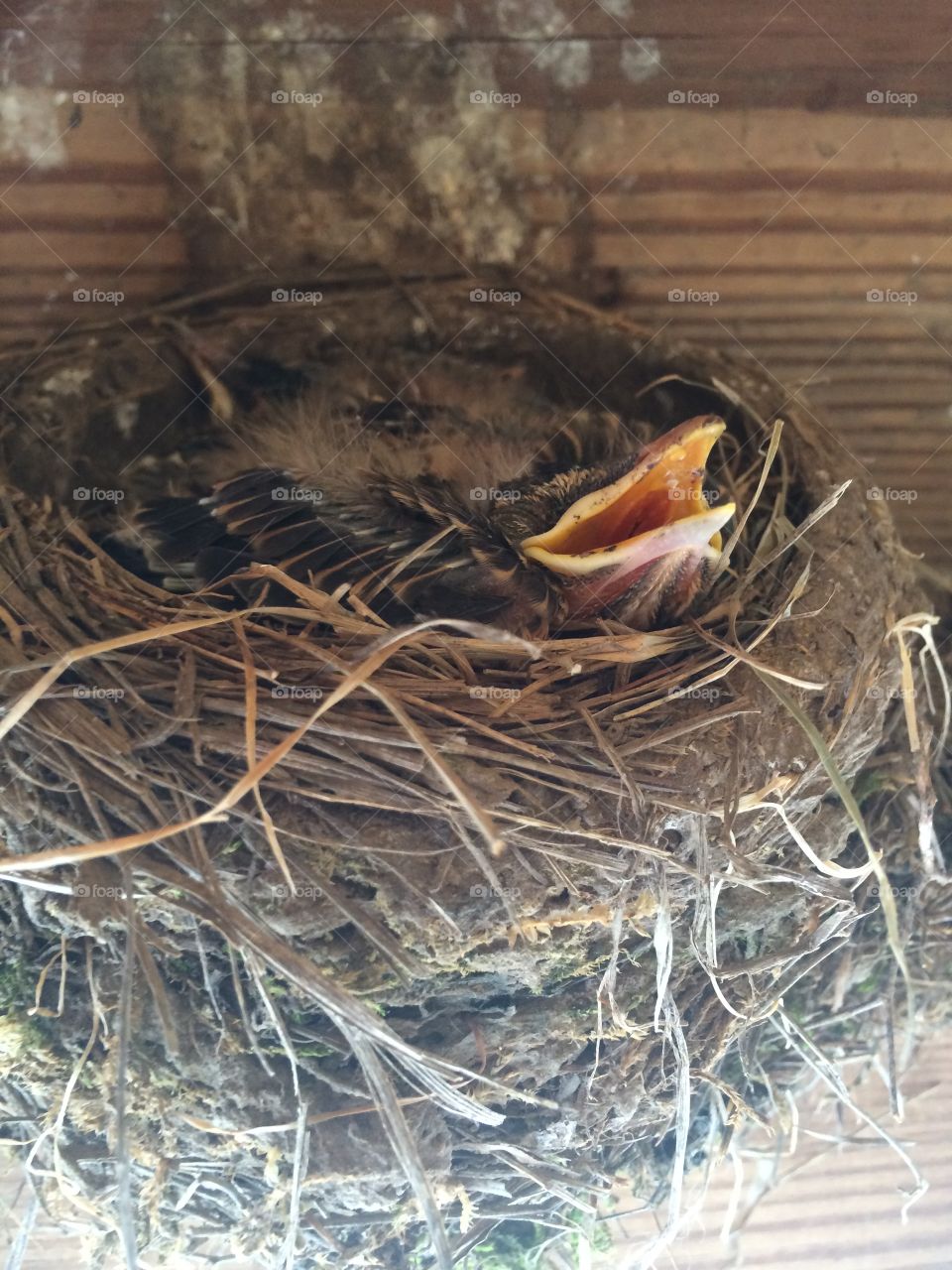 Bird nest