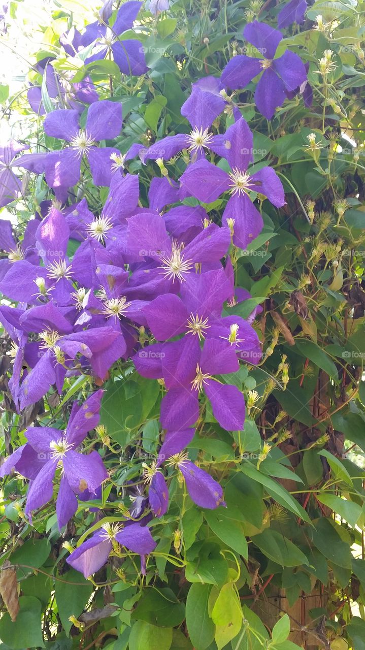 Flower, Nature, Flora, Garden, No Person