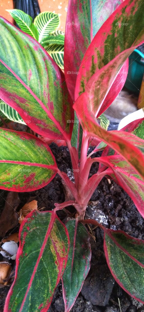 Aglaonema is a popular ornamental plant from the taro tribe or Araceae. The genus Aglaonema has about thirty species.