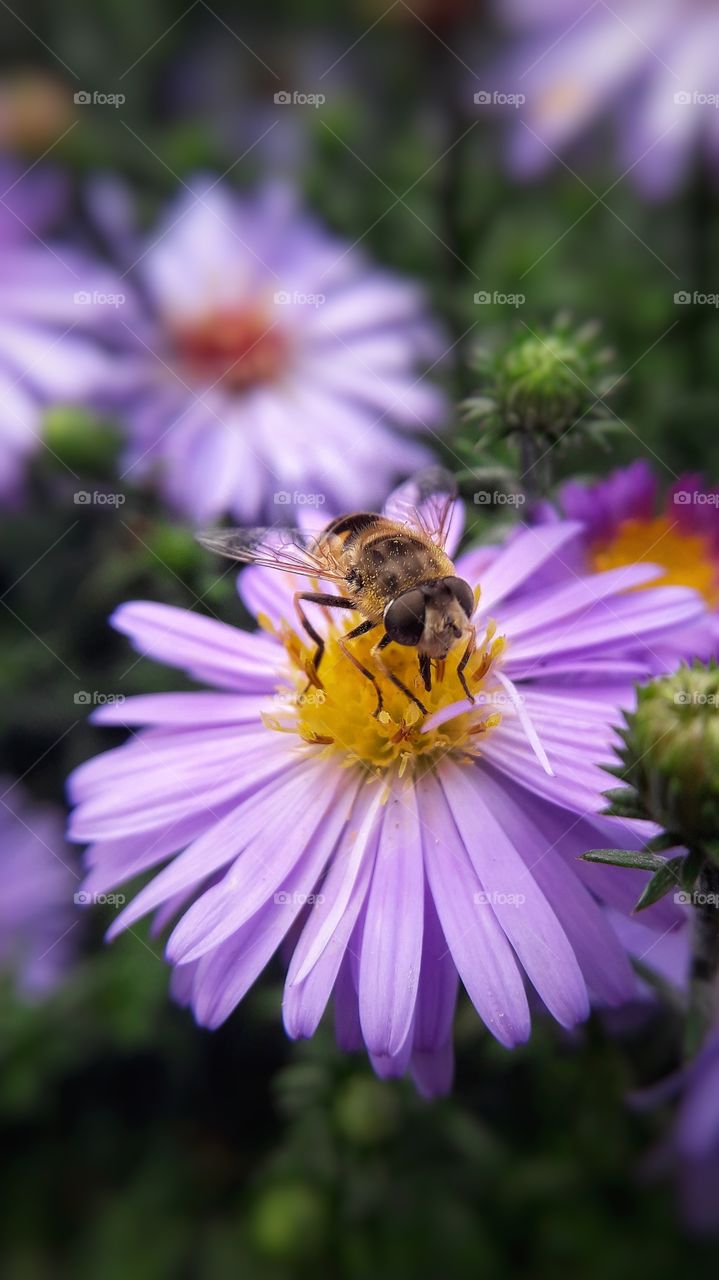 Bee on the lilac flower
