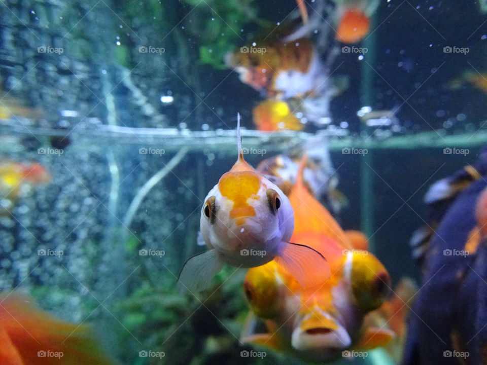 Underwater, Aquarium, Fish, Swimming, Goldfish