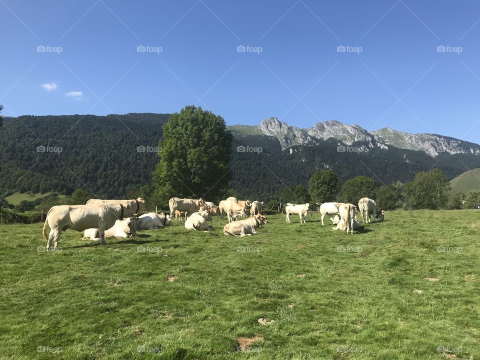 France Pyrenees