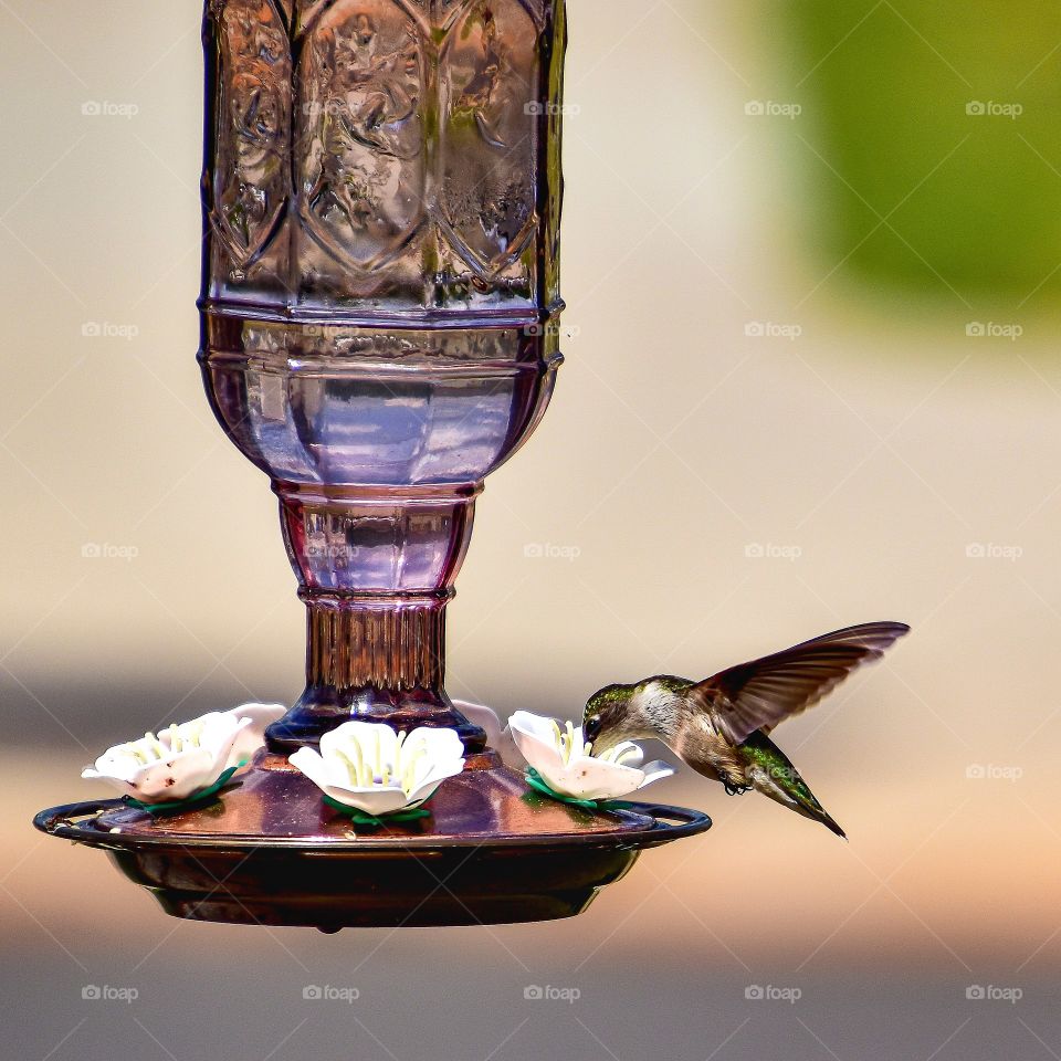 hummingbird enjoying nectar