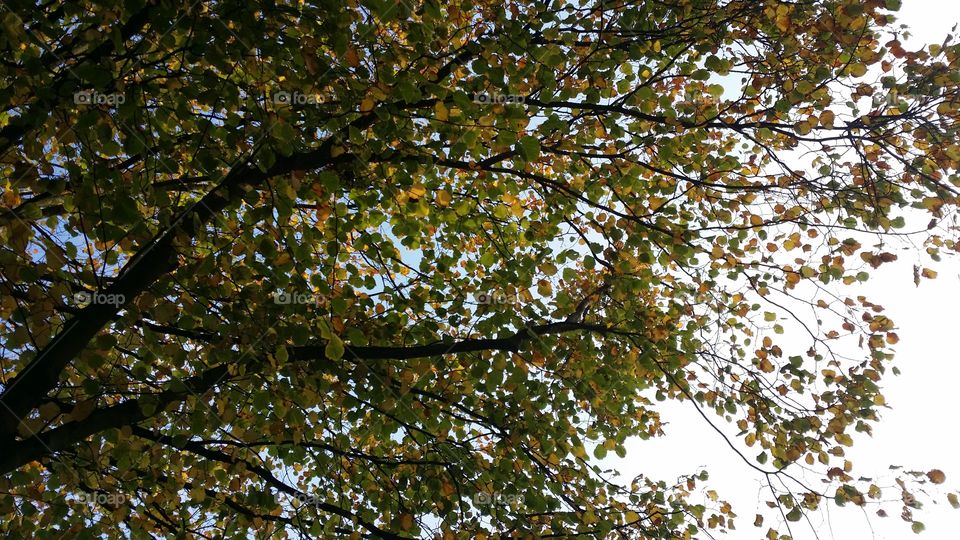 Leaf, Tree, Landscape, Fall, Nature