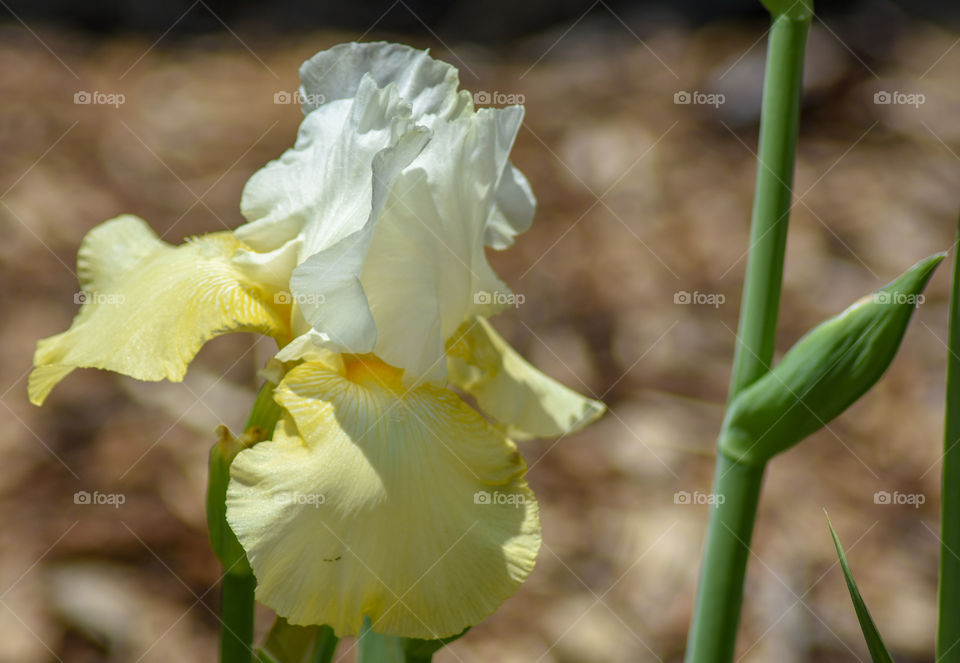 pretty yellow iris