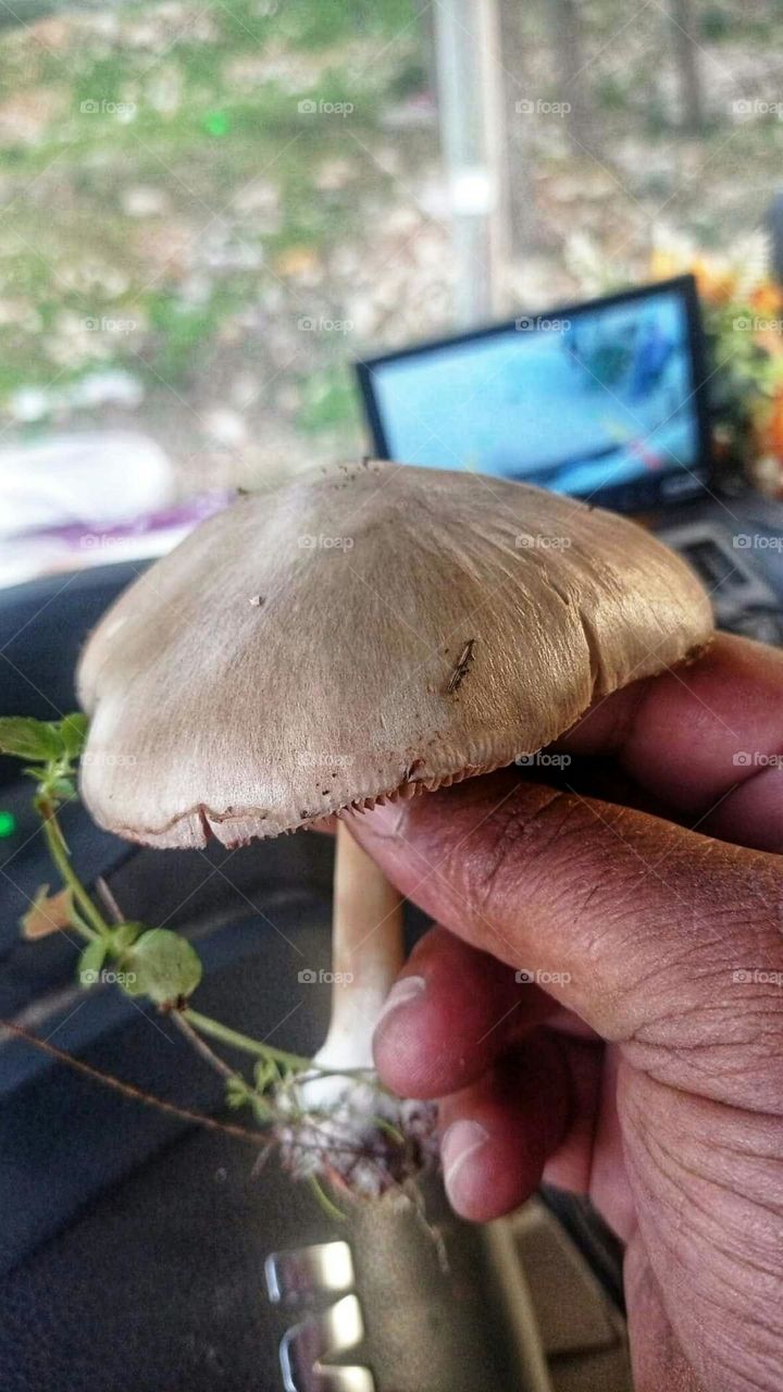 Mushroom plant