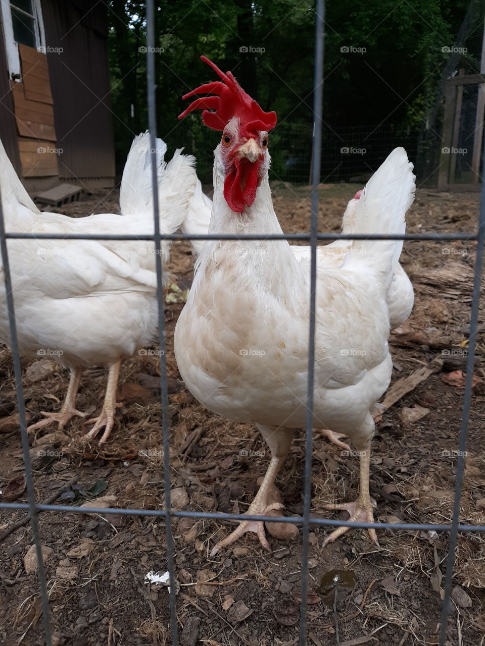 Curious Hen