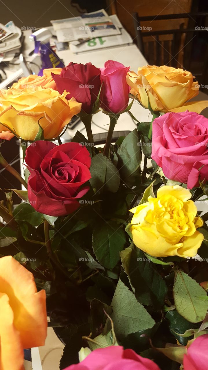Rose, Romance, Flower, Love, No Person