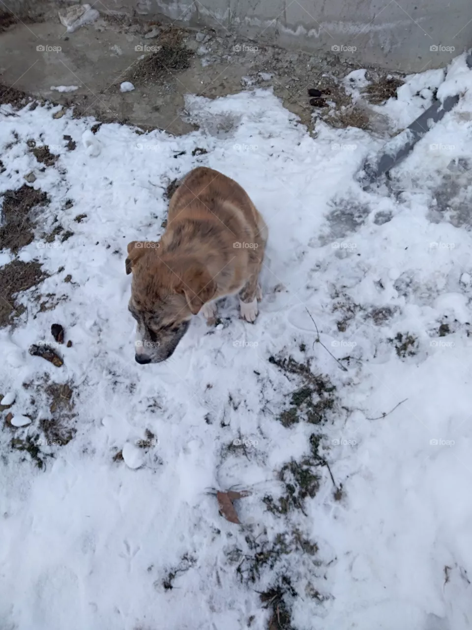 Sad dog