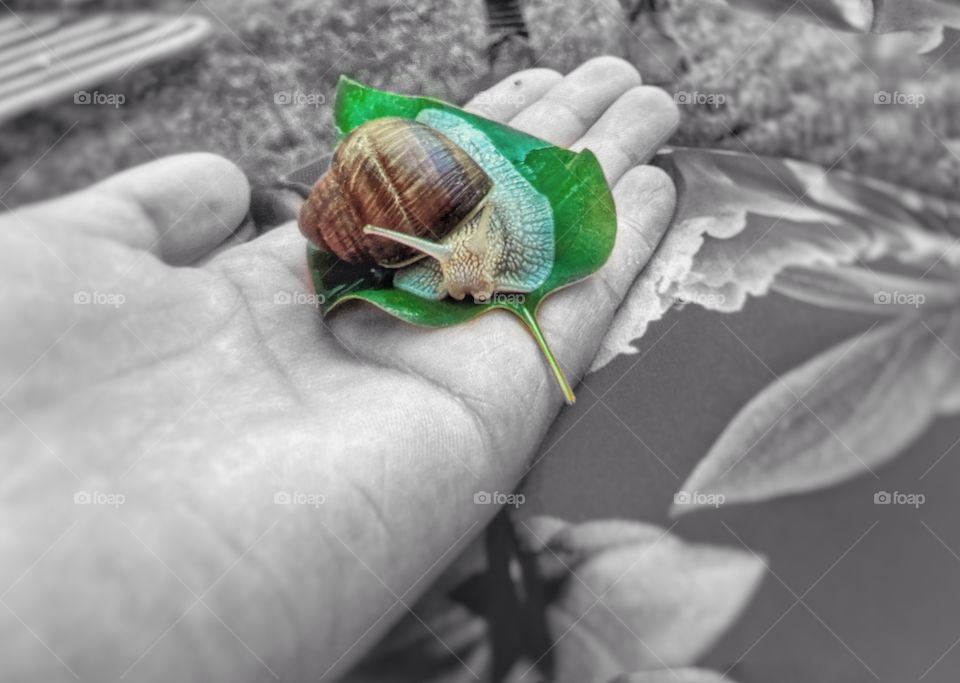 A playful and curious snail ,pic on black and a little color