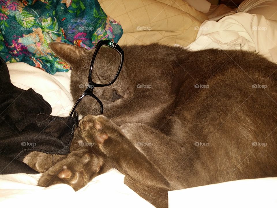 Nerdy Cat