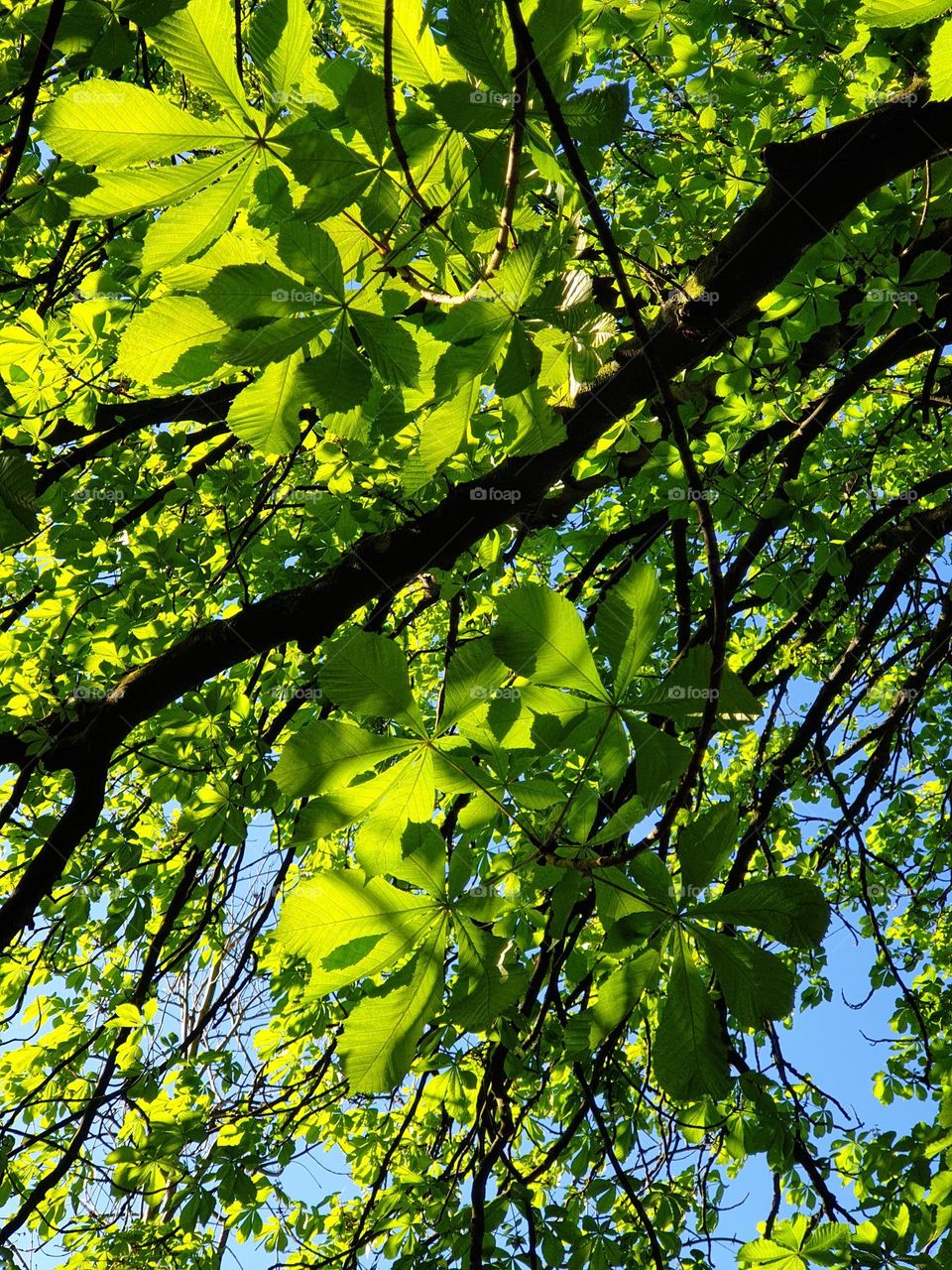 light comes through leaves