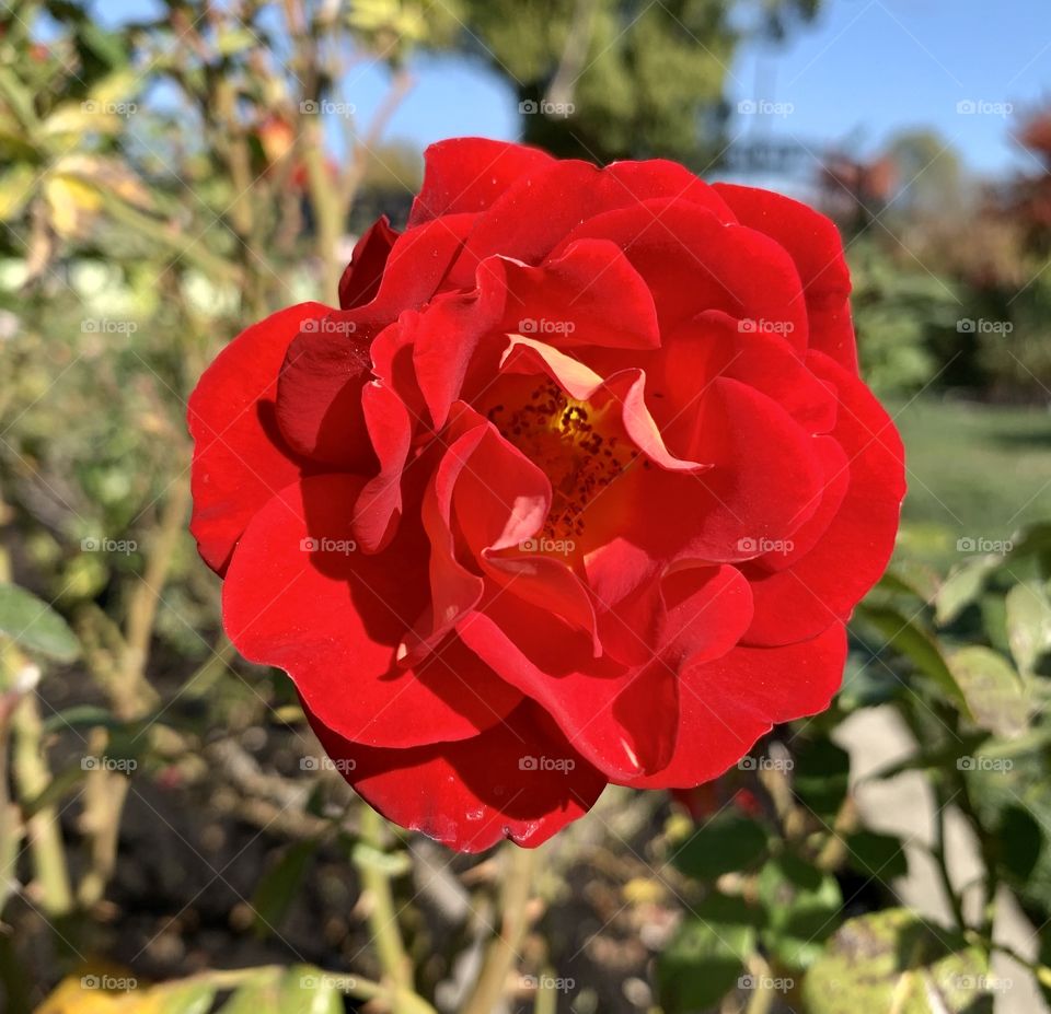 Red bloom