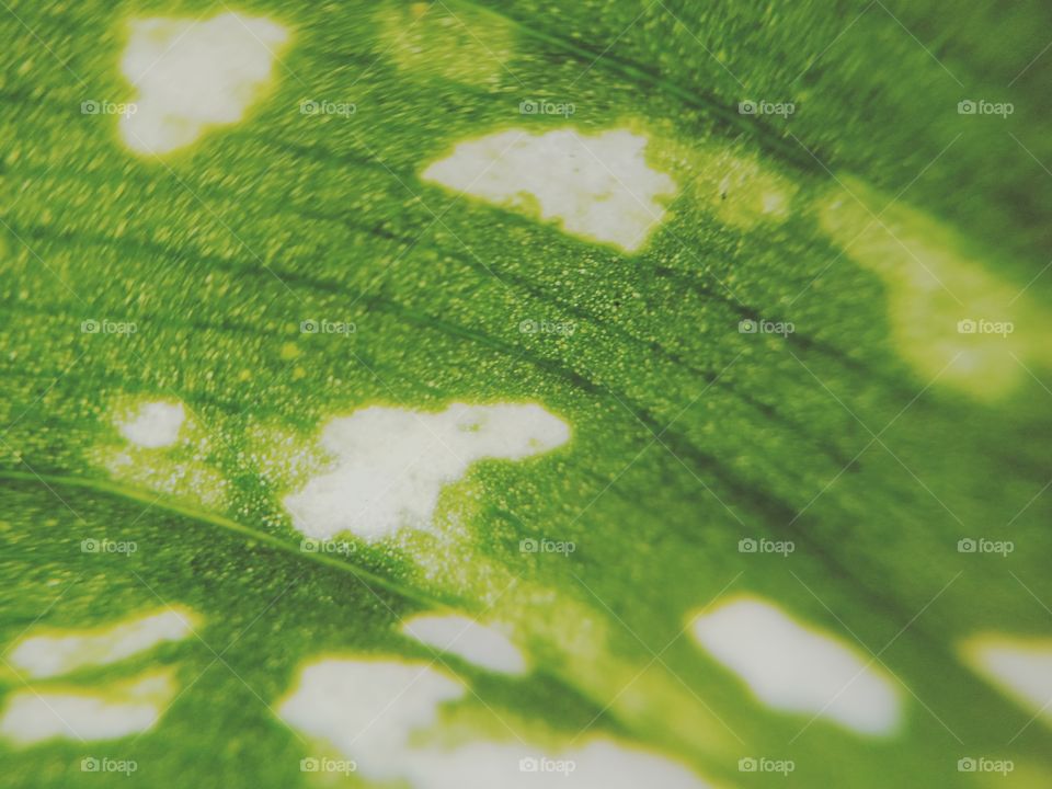 macro shot of a leaf
