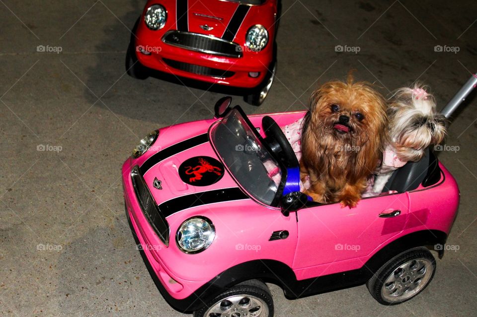 doggy car