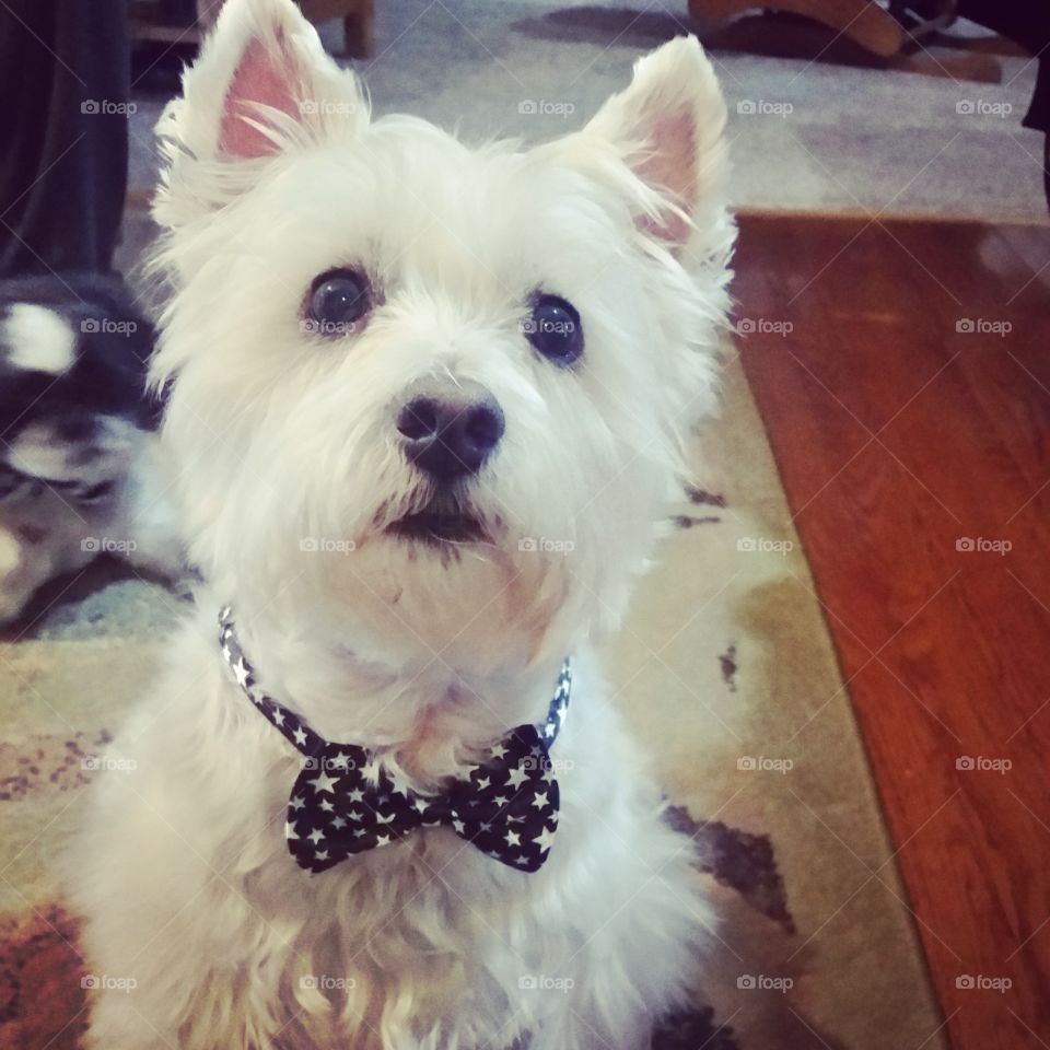 adorableness in a bowtie