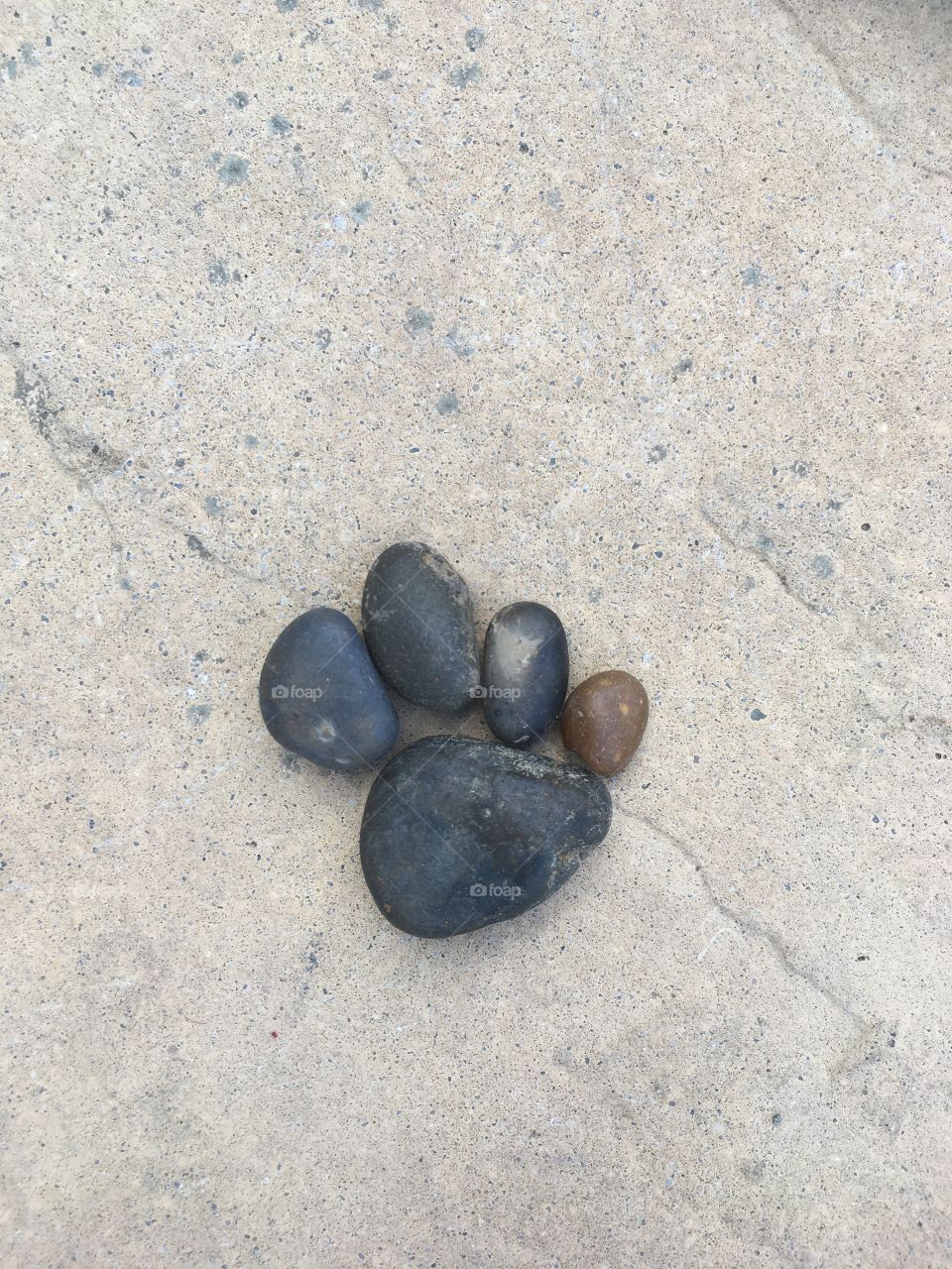 Dog paw print stone art