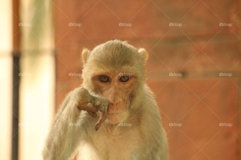 Monkey portrait 